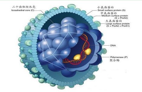 性病对个人健康的危害